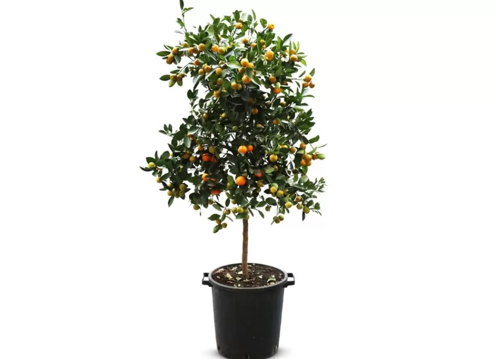 Hortiflora Pflanzenversand^Calamondinbaum Citrus Mitis Calamondin 140-160Cm