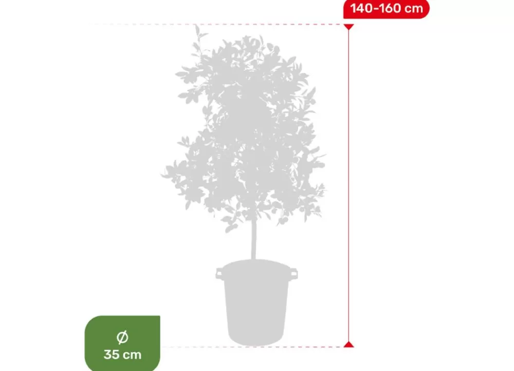 Hortiflora Pflanzenversand^Calamondinbaum Citrus Mitis Calamondin 140-160Cm
