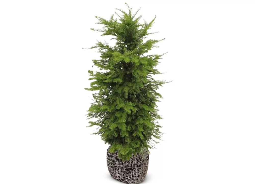 Hortiflora Pflanzenversand^Europaische Eibe Taxus Baccata Heckenpflanze 120-140Cm