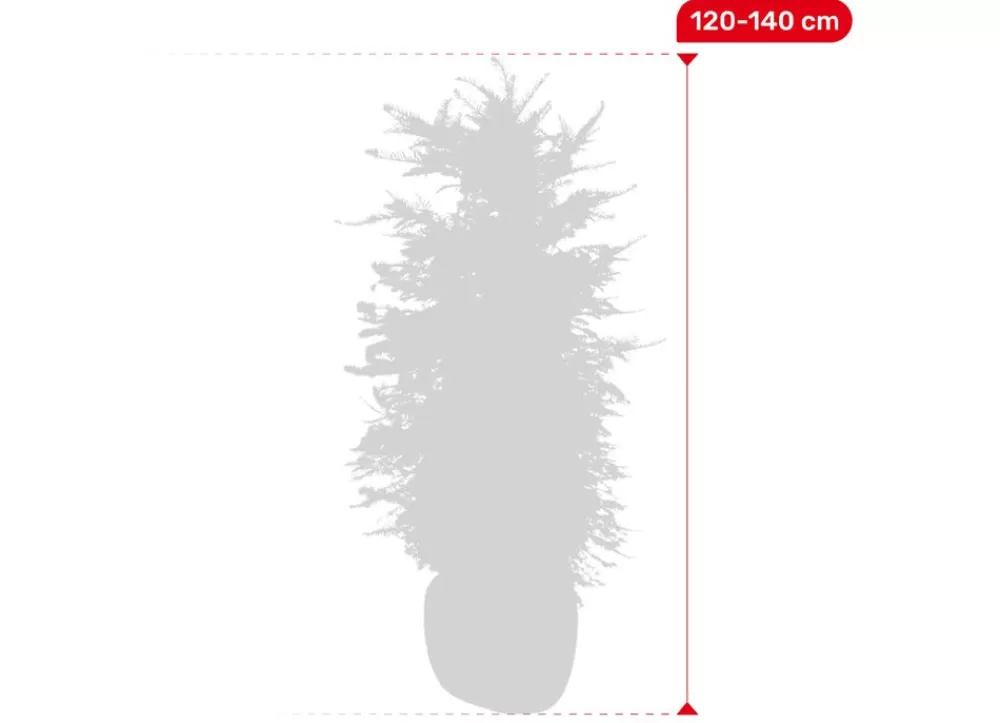 Hortiflora Pflanzenversand^Europaische Eibe Taxus Baccata Heckenpflanze 120-140Cm