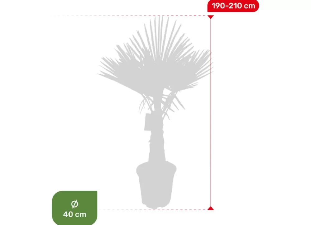 Hortiflora Pflanzenversand^Hanfpalme Trachycarpus Fortunei 190-210Cm