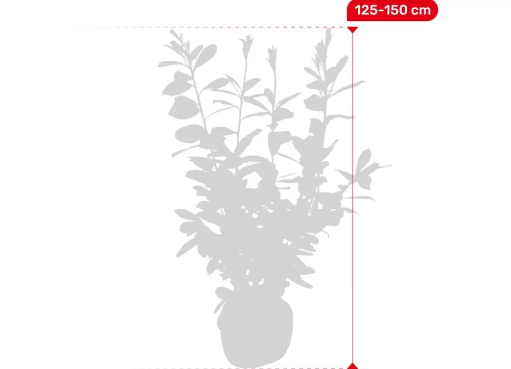 Hortiflora Pflanzenversand^Kirschlorbeer Prunus Laurocerasus Novita Heckenpflanze 125-150Cm