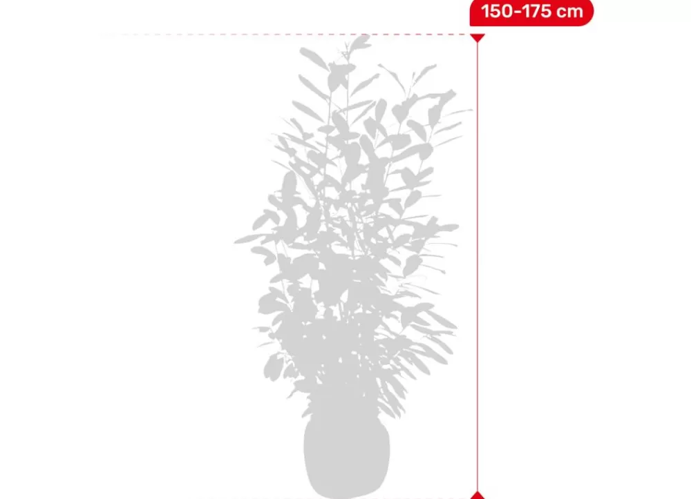 Hortiflora Pflanzenversand^Kirschlorbeer Prunus Laurocerasus Novita Heckenpflanze 150-175Cm