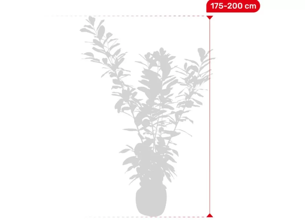 Hortiflora Pflanzenversand^Kirschlorbeer Prunus Laurocerasus Novita Heckenpflanze 175-200Cm