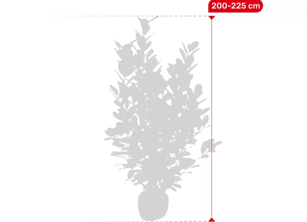 Hortiflora Pflanzenversand^Kirschlorbeer Prunus Laurocerasus Novita Heckenpflanze 200-225Cm