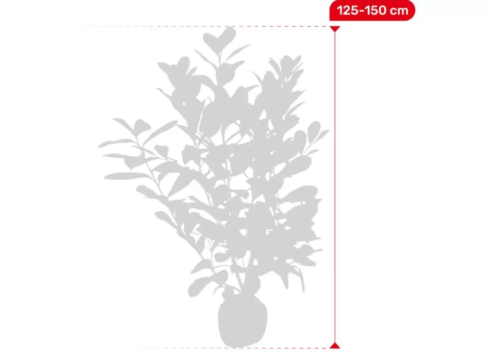 Hortiflora Pflanzenversand^Kirschlorbeer Prunus Laurocerasus Rotundifolia Heckenpflanze 125-150Cm