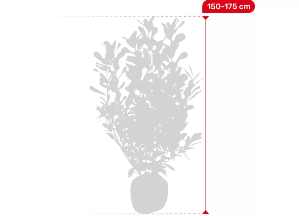 Hortiflora Pflanzenversand^Kirschlorbeer Prunus Laurocerasus Rotundifolia Heckenpflanze 150-175Cm