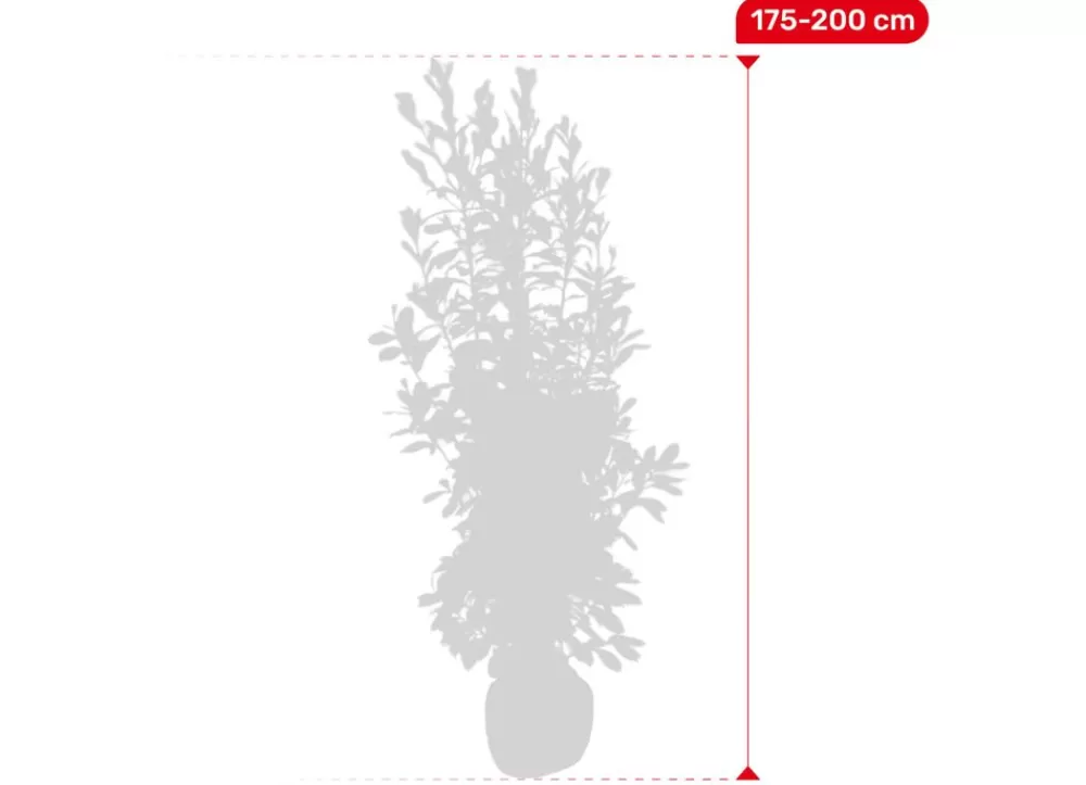 Hortiflora Pflanzenversand^Kirschlorbeer Prunus Laurocerasus Rotundifolia Heckenpflanze 175-200Cm