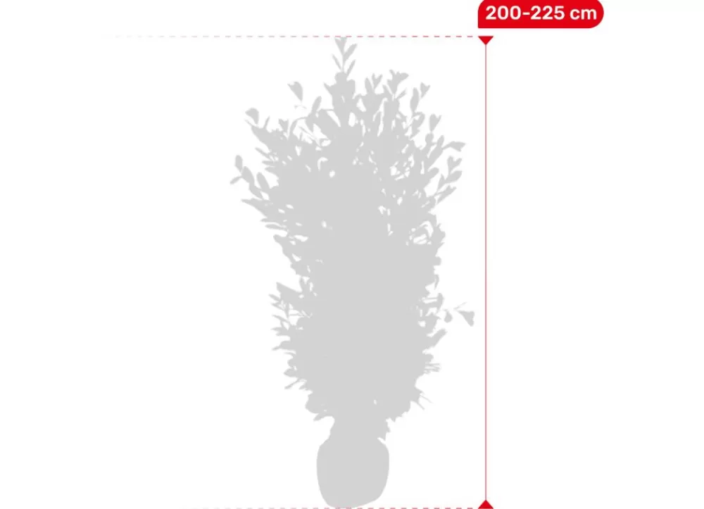 Hortiflora Pflanzenversand^Kirschlorbeer Prunus Laurocerasus Rotundifolia Heckenpflanze 200-225Cm