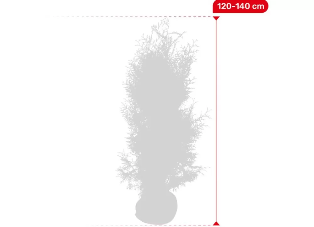 Hortiflora Pflanzenversand^Lebensbaum Thuja Occidentalis Brabant Heckenpflanze 120-140Cm