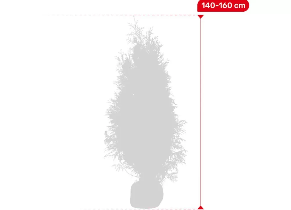 Hortiflora Pflanzenversand^Lebensbaum Thuja Occidentalis Brabant Heckenpflanze 140-160Cm