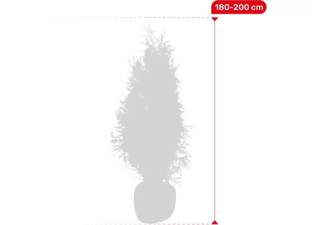 Hortiflora Pflanzenversand^Lebensbaum Thuja Occidentalis Brabant Heckenpflanze 180-200Cm