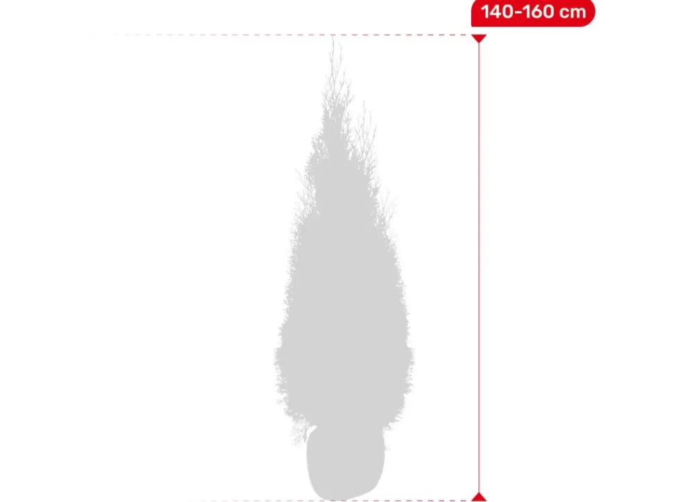 Hortiflora Pflanzenversand^Lebensbaum Thuja Occidentalis Smaragd Heckenpflanze 140-160Cm