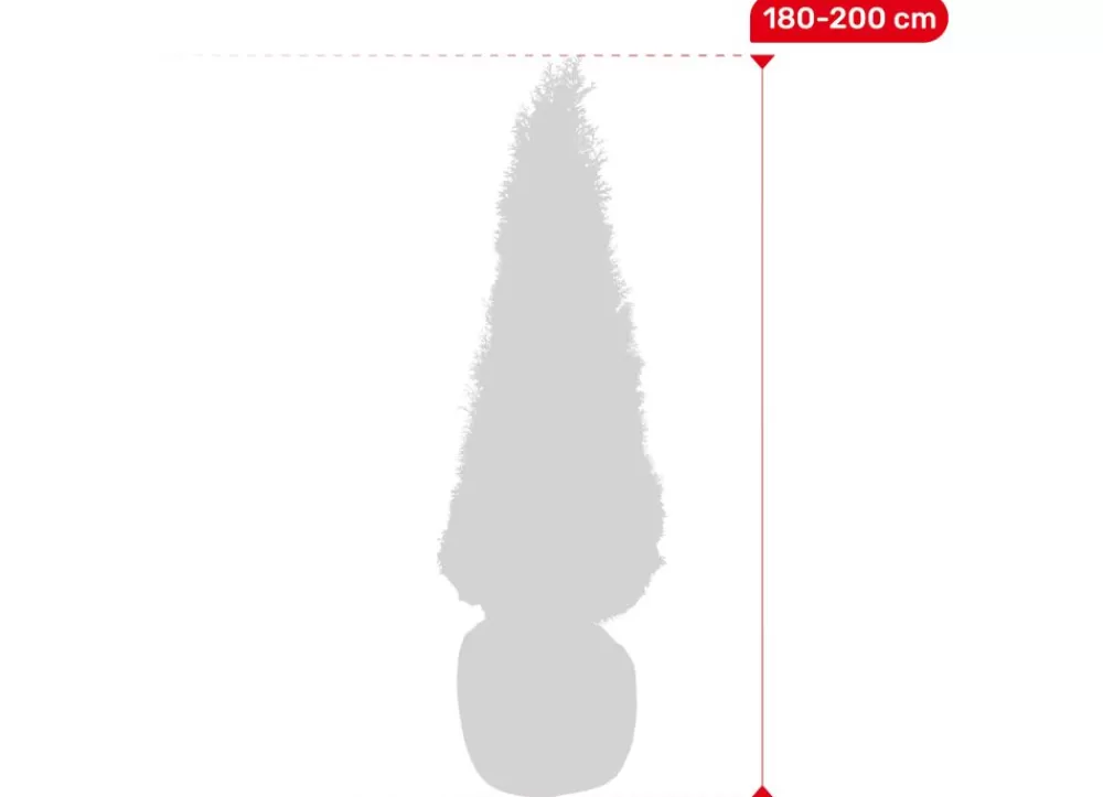 Hortiflora Pflanzenversand^Lebensbaum Thuja Occidentalis Smaragd Heckenpflanze 180-200Cm