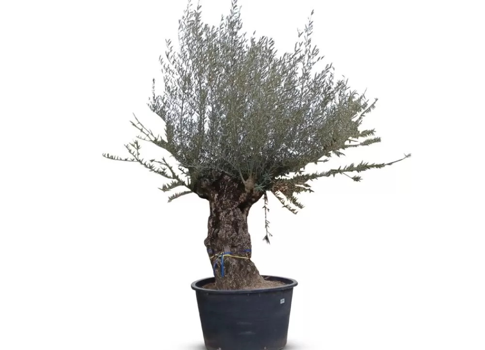 Hortiflora Pflanzenversand^Olivenbaum Olea Europea Bonsai 200-240Cm