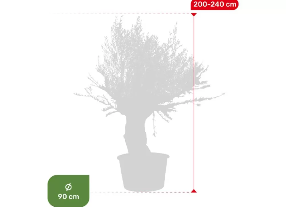 Hortiflora Pflanzenversand^Olivenbaum Olea Europea Bonsai 200-240Cm