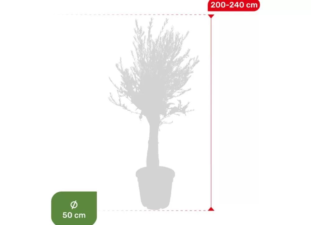 Hortiflora Pflanzenversand^Olivenbaum Olea Europea Old Skin 200-240Cm