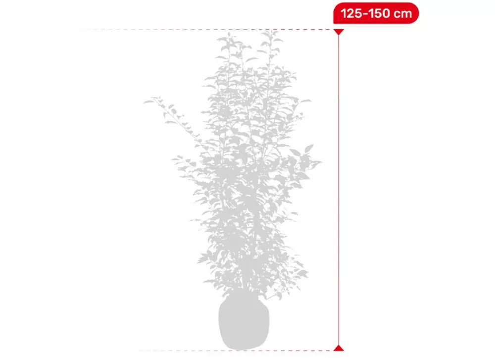 Hortiflora Pflanzenversand^Portugiesische Lorbeerkirsche Prunus Lusitanica Angustifolia Heckenpflanze 125-150Cm