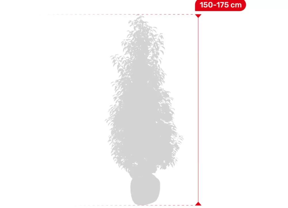 Hortiflora Pflanzenversand^Portugiesische Lorbeerkirsche Prunus Lusitanica Angustifolia Heckenpflanze 150-175Cm