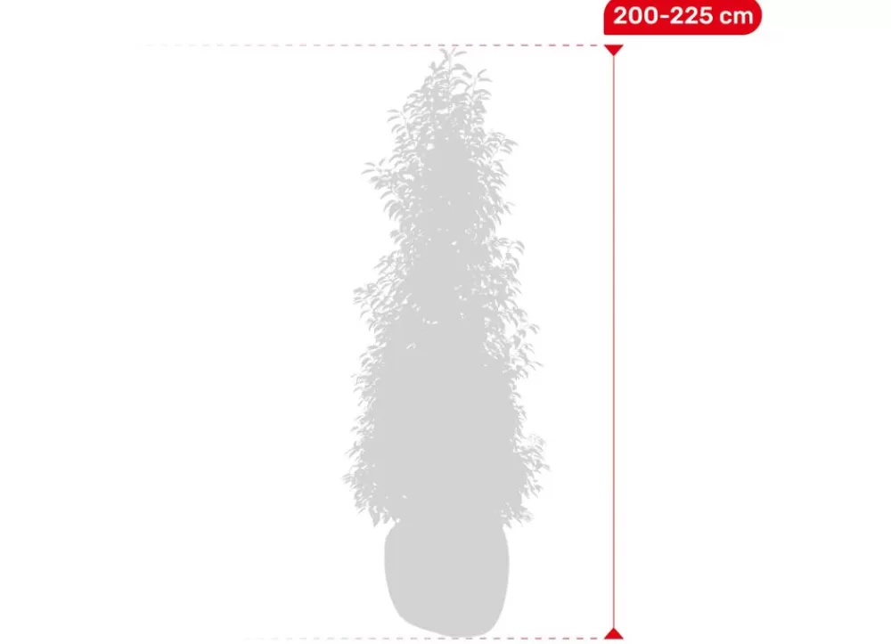 Hortiflora Pflanzenversand^Portugiesische Lorbeerkirsche Prunus Lusitanica Angustifolia Heckenpflanze 200-225Cm