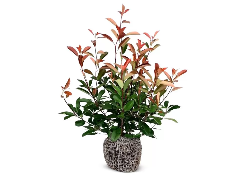 Hortiflora Pflanzenversand^Rote Glanzmispel Photinia Fraseri Red Robin Heckenpflanze 125-150Cm