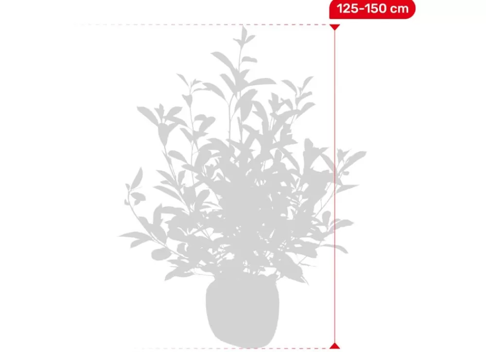 Hortiflora Pflanzenversand^Rote Glanzmispel Photinia Fraseri Red Robin Heckenpflanze 125-150Cm