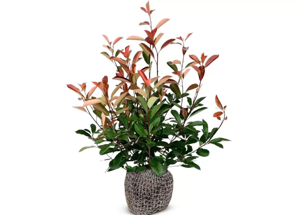 Hortiflora Pflanzenversand^Rote Glanzmispel Photinia Fraseri Red Robin Heckenpflanze 150-175Cm