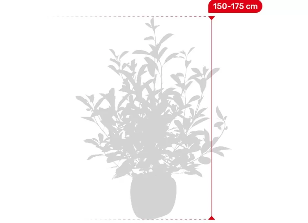 Hortiflora Pflanzenversand^Rote Glanzmispel Photinia Fraseri Red Robin Heckenpflanze 150-175Cm