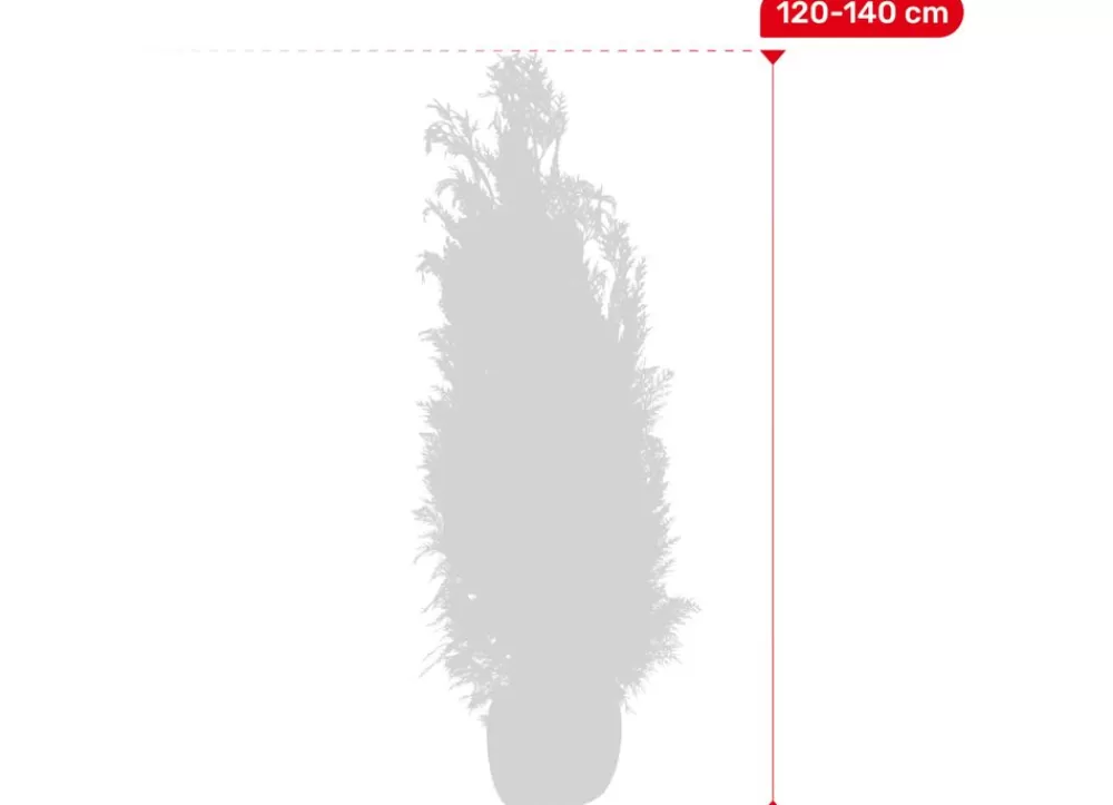 Hortiflora Pflanzenversand^Scheinzypresse Heckenpflanze Chamaecyparis Lawsoniana Columnaris 120-140Cm