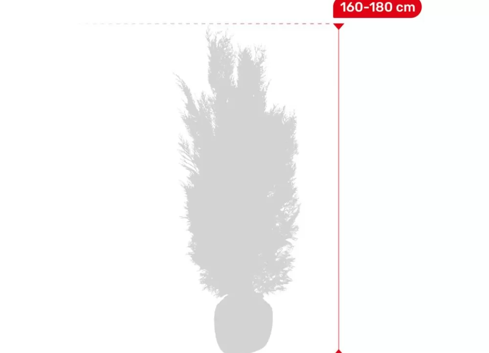 Hortiflora Pflanzenversand^Scheinzypresse Heckenpflanze Chamaecyparis Lawsoniana Columnaris 160-180Cm