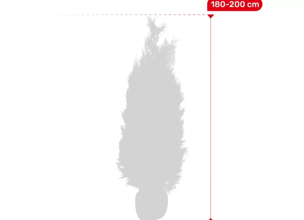 Hortiflora Pflanzenversand^Scheinzypresse Heckenpflanze Chamaecyparis Lawsoniana Columnaris 180-200Cm