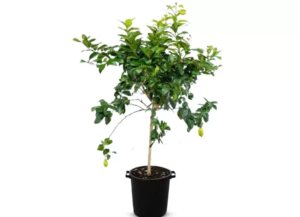 Hortiflora Pflanzenversand^Zitronenbaum Citrus Limon 140-160Cm