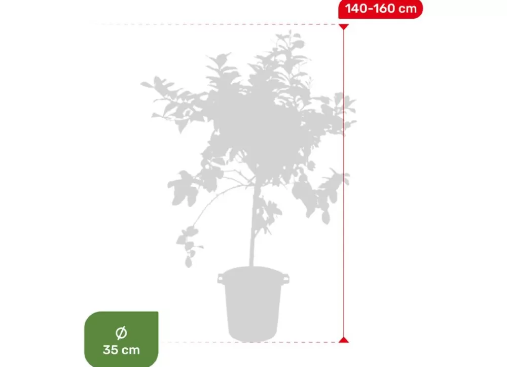 Hortiflora Pflanzenversand^Zitronenbaum Citrus Limon 140-160Cm
