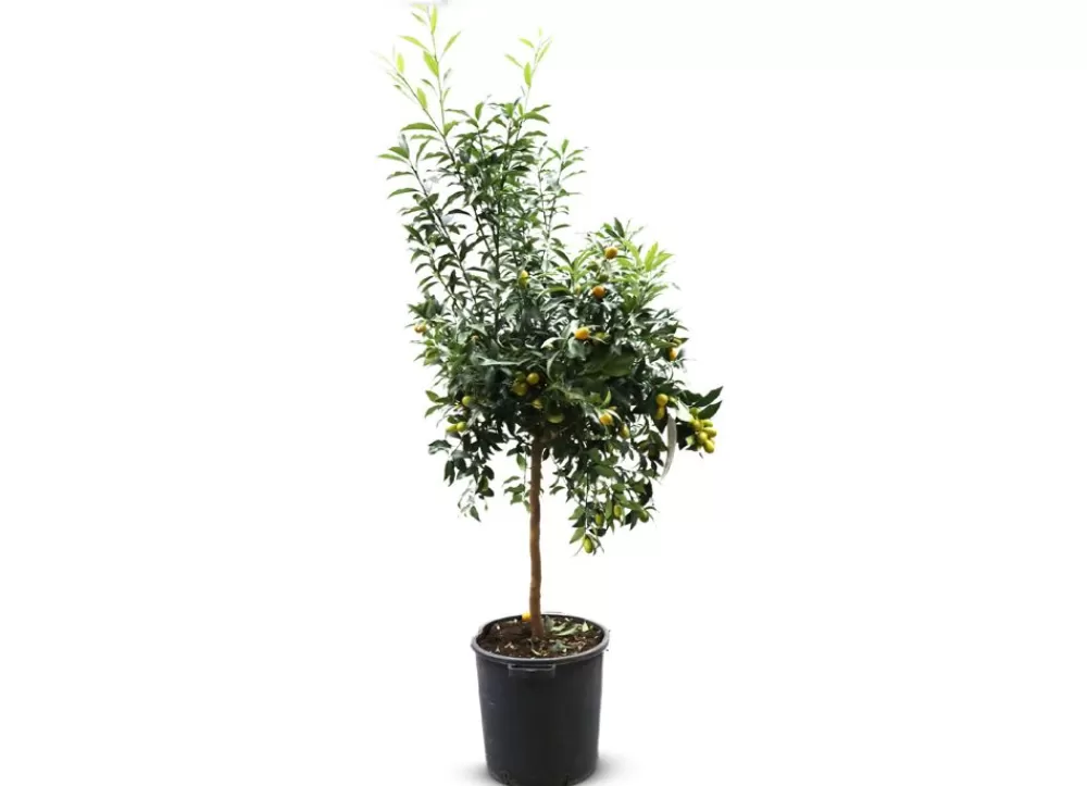 Hortiflora Pflanzenversand^Zwergorangenbaum Citrus Fortunella Kumquat 140-160Cm