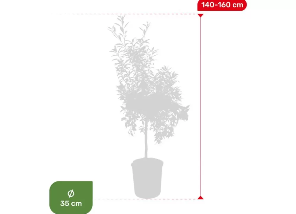 Hortiflora Pflanzenversand^Zwergorangenbaum Citrus Fortunella Kumquat 140-160Cm