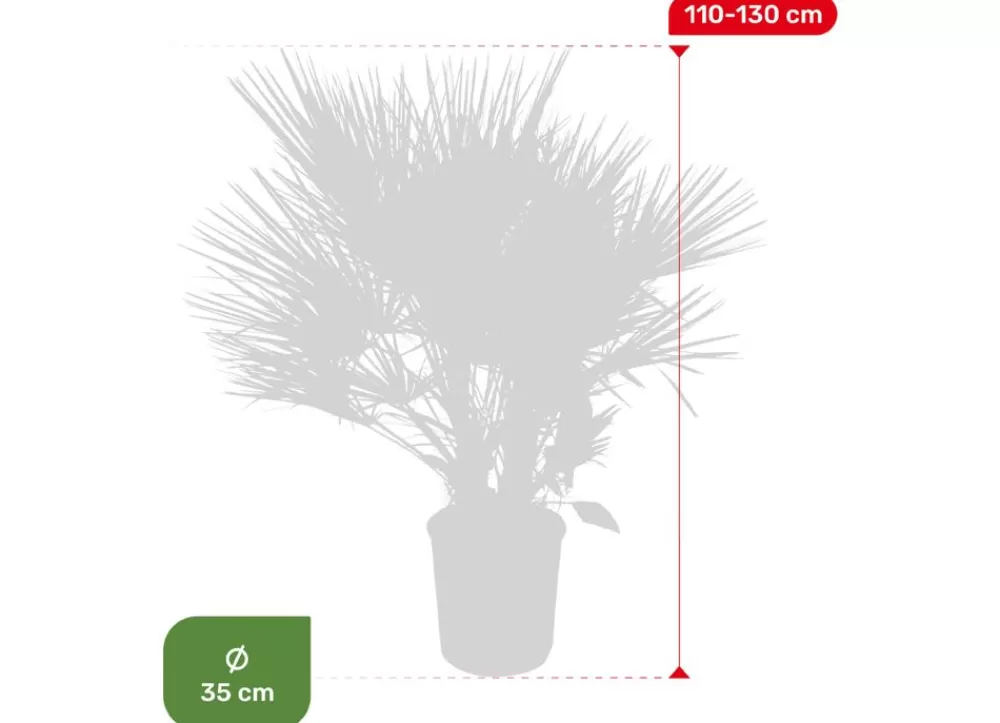 Hortiflora Pflanzenversand^Zwergpalme Chamaerops Humilis 110-130Cm